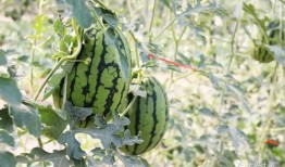 网红最新消息吃瓜,娱乐圈惊天大瓜，揭秘幕后真相！